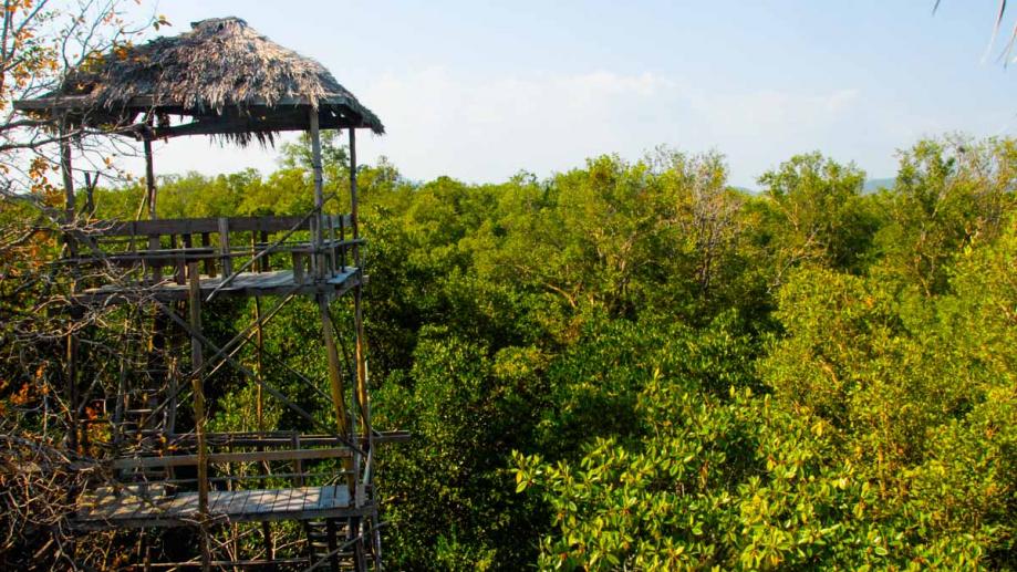 Tree top view - Ream National Park, Sihanoukville, Cambodia