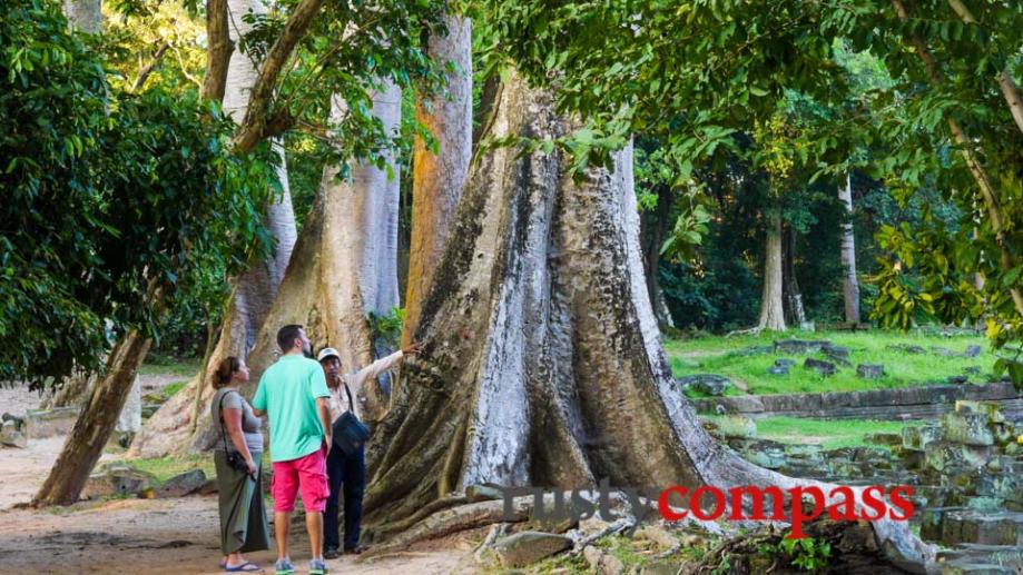 Angkor's soaring trees - Baphuon Temple