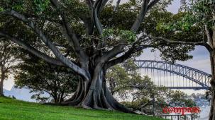 Travel lessons from two pandemic years in Sydney